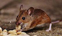 24 Hour & Emergency Exterminators in Los Altos Hills, CA